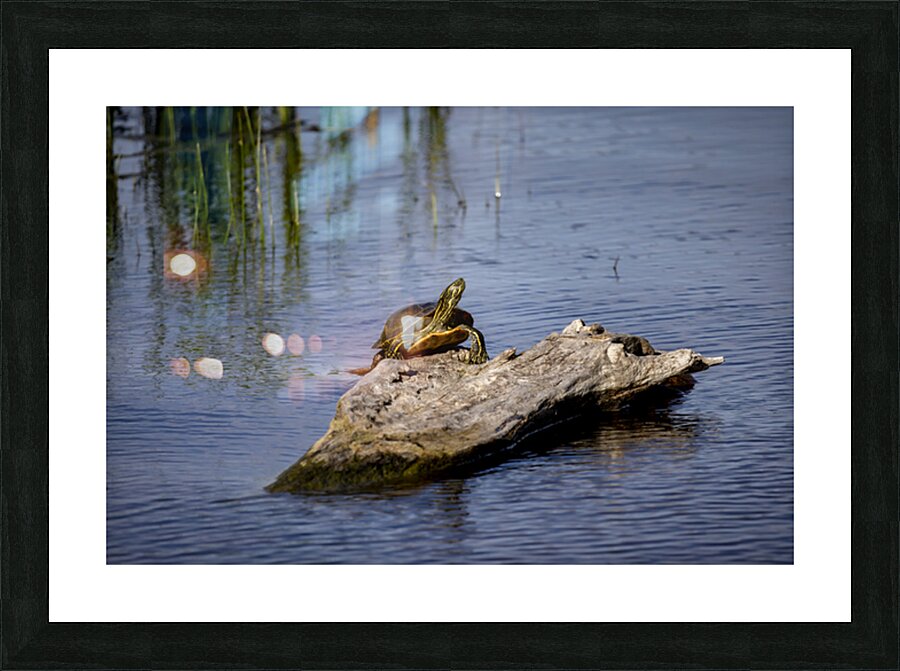 Painted Turtle Picture Frame print