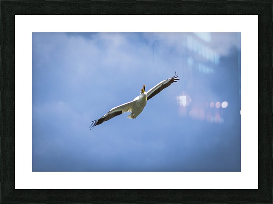 Pelican Impression et Cadre photo