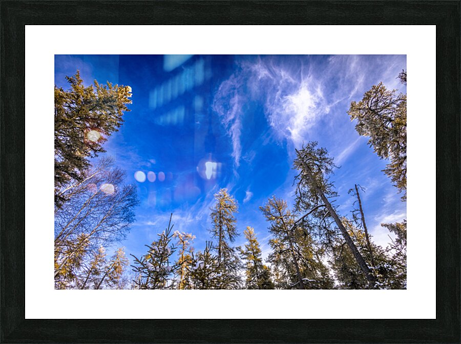 Frosted Trees Picture Frame print