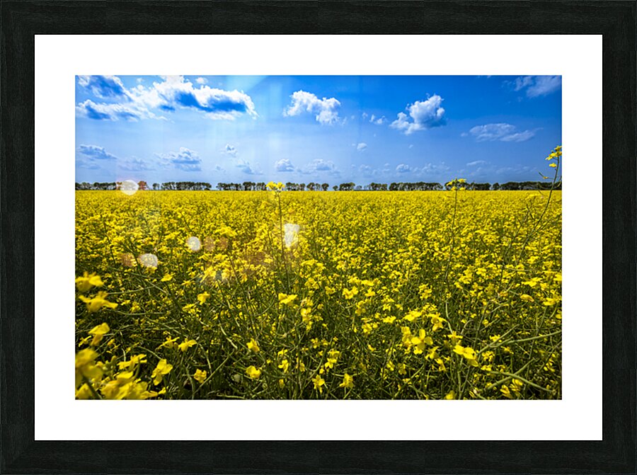 Canola Field Impression et Cadre photo