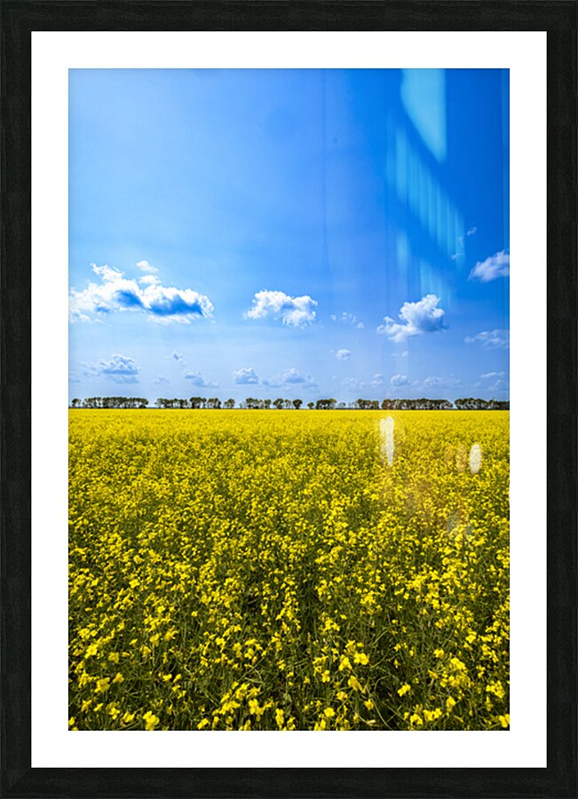 Canola Field Picture Frame print