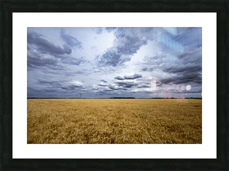 Ripe For Harvest Picture Frame print