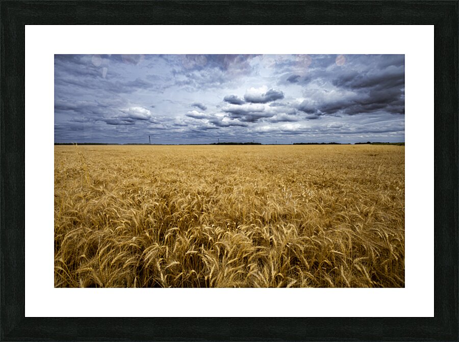 Ripe For Harvest Picture Frame print