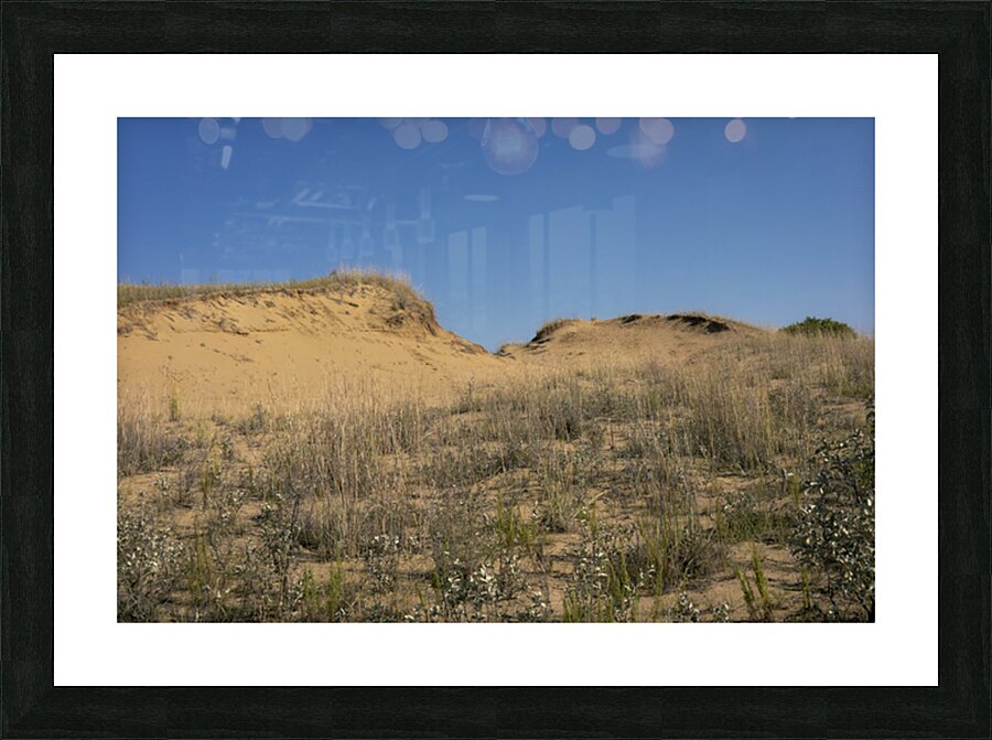 Spruce Woods Picture Frame print