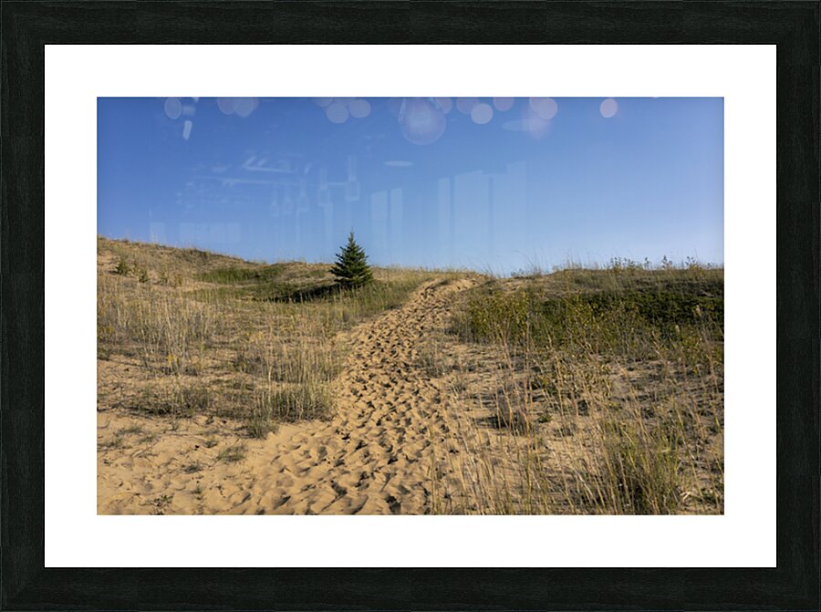 Spruce Woods Picture Frame print