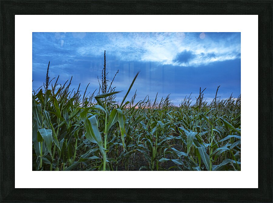 Cornfield at Sunset Picture Frame print