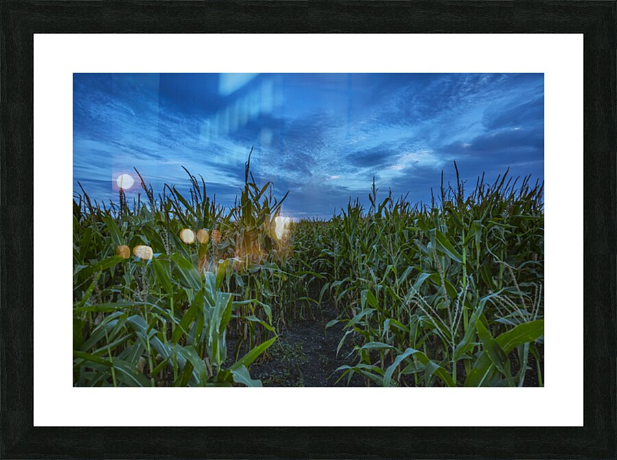 Cornfield at Sunset Impression et Cadre photo