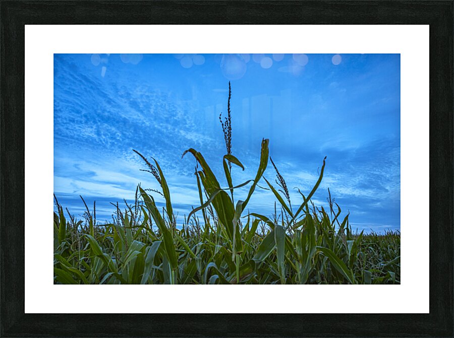 Cornfield at Sunset Picture Frame print
