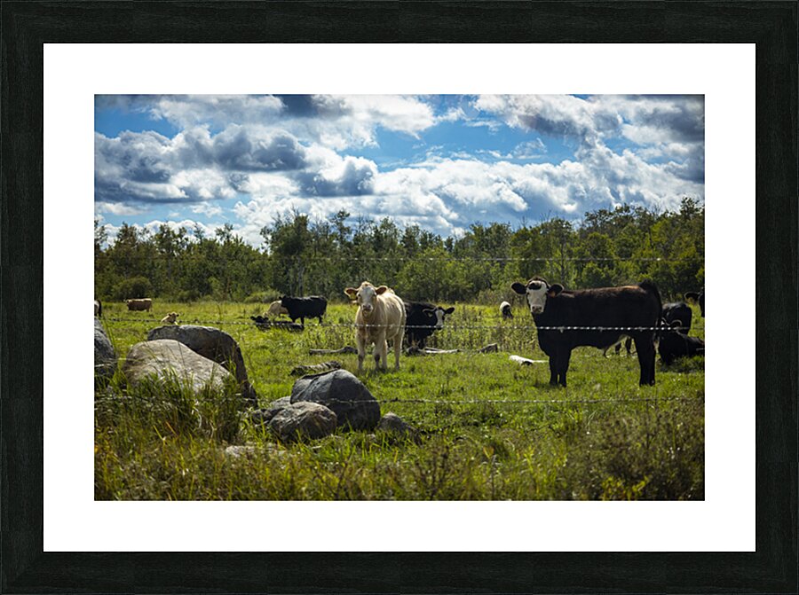 Cattle in Pasture Picture Frame print