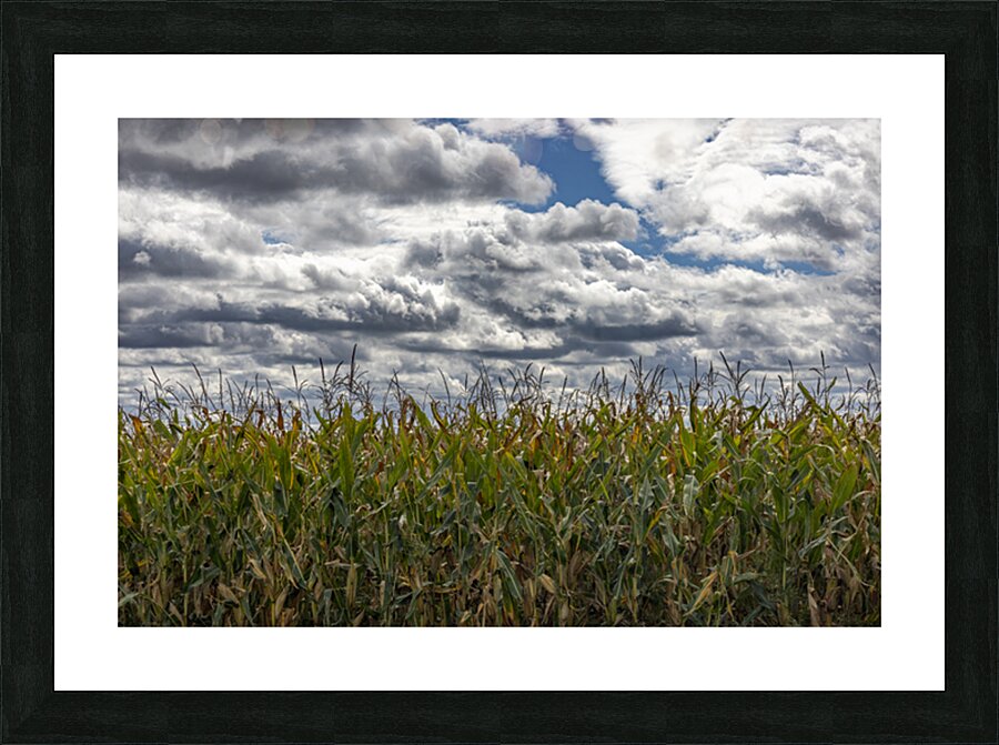 Cornfield Under a Cloudy Day Picture Frame print