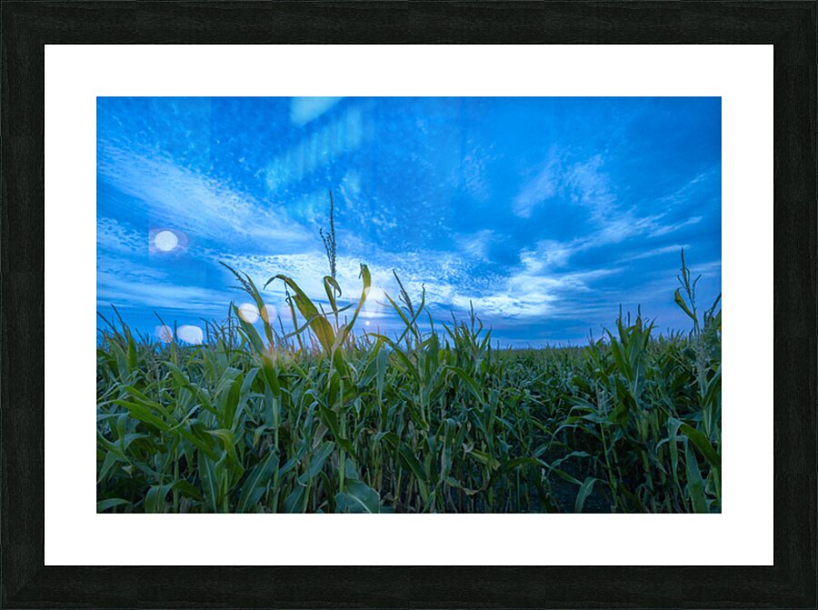 Cornfield at Sunset Picture Frame print