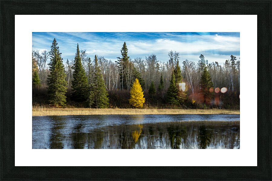 Tamarack Reflection Picture Frame print
