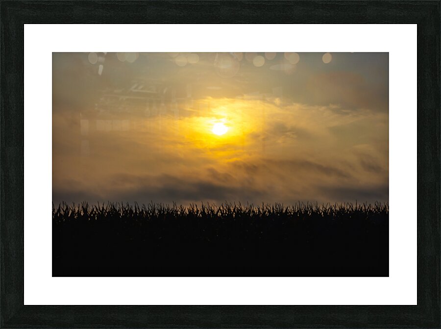 Hazy Sunrise Over Cornfield Picture Frame print