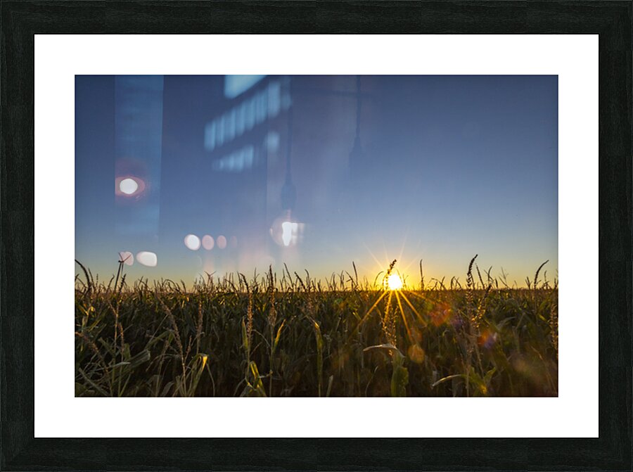 Sunset in the Cornfield Picture Frame print
