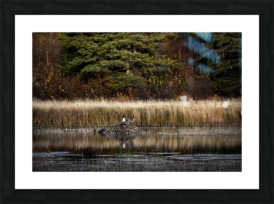 Geese Atop Beaver Hut Picture Frame print