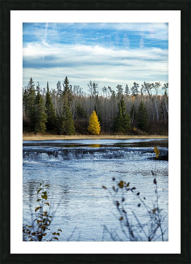Lone Tamarack Behind the Falls Picture Frame print