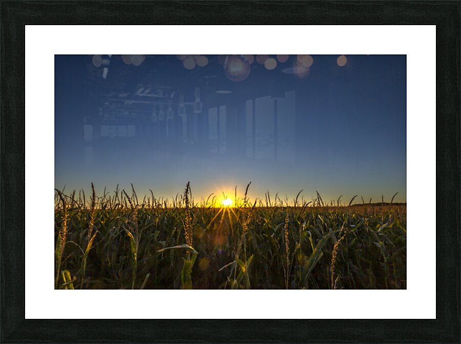 Sunset in the Cornfield Picture Frame print