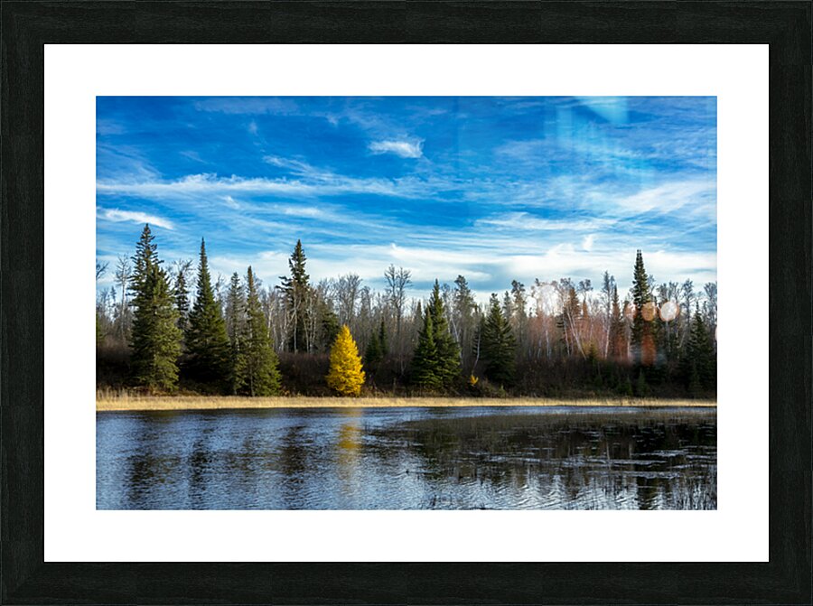 Lone Tamarack Tree Reflection Picture Frame print