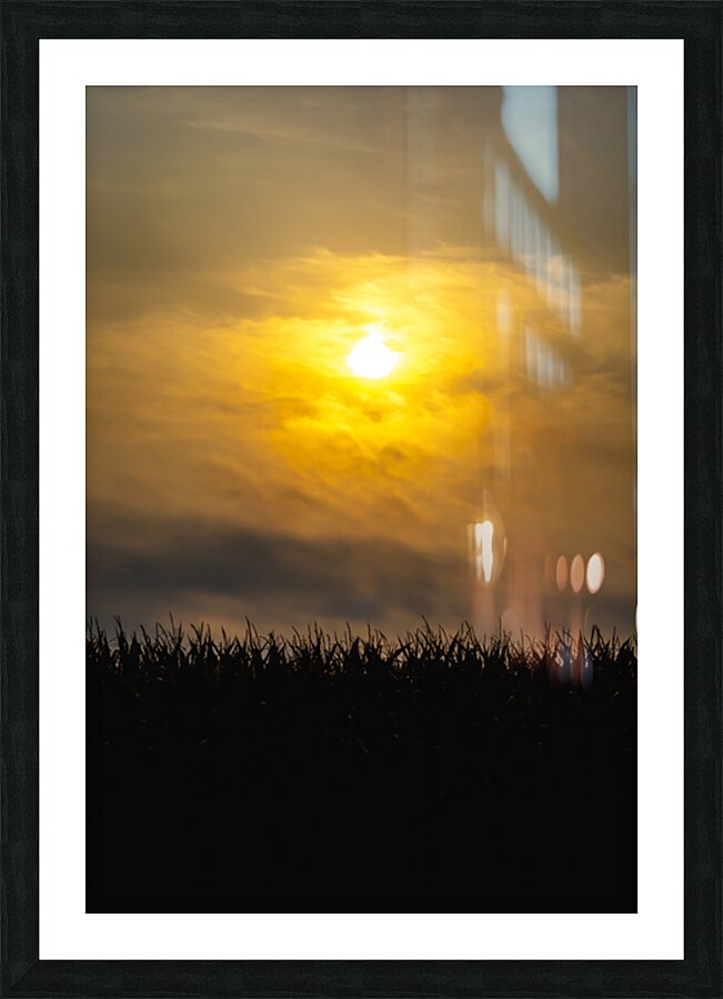Hazy Sunrise Above Corn Field Picture Frame print