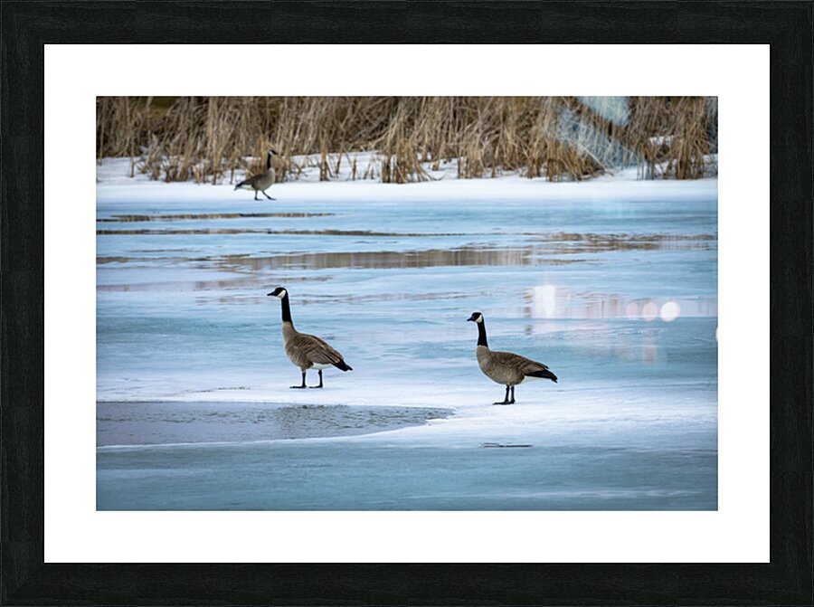Geese During Spring Thaw Impression et Cadre photo