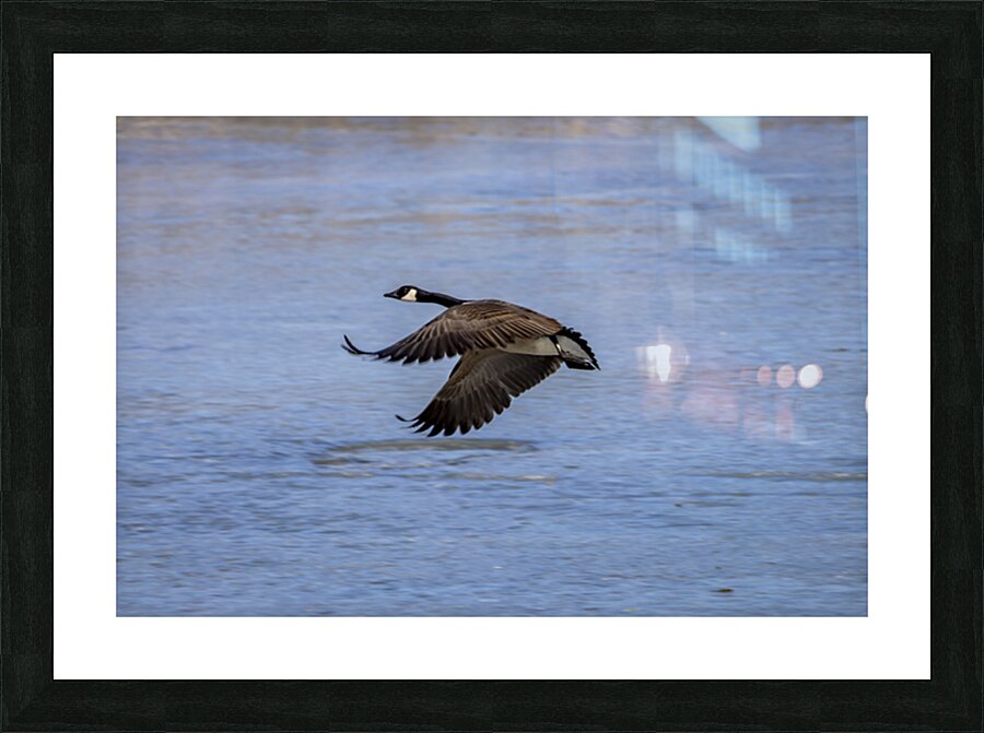 Goose in Flight Picture Frame print