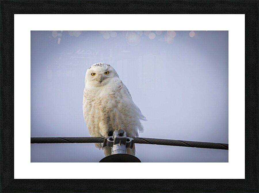 Snowy Owl Picture Frame print