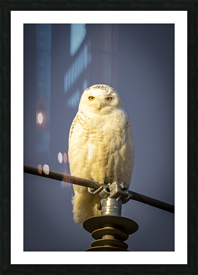 Snowy Owl in the Sun Picture Frame print