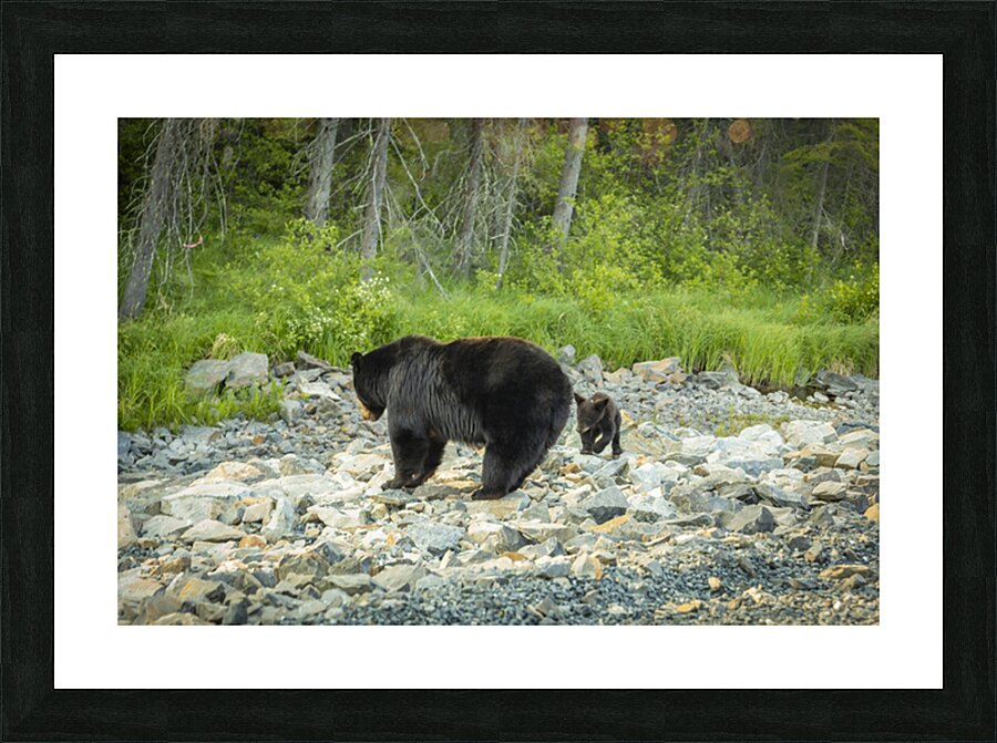 Mama Bear and its Cub Picture Frame print
