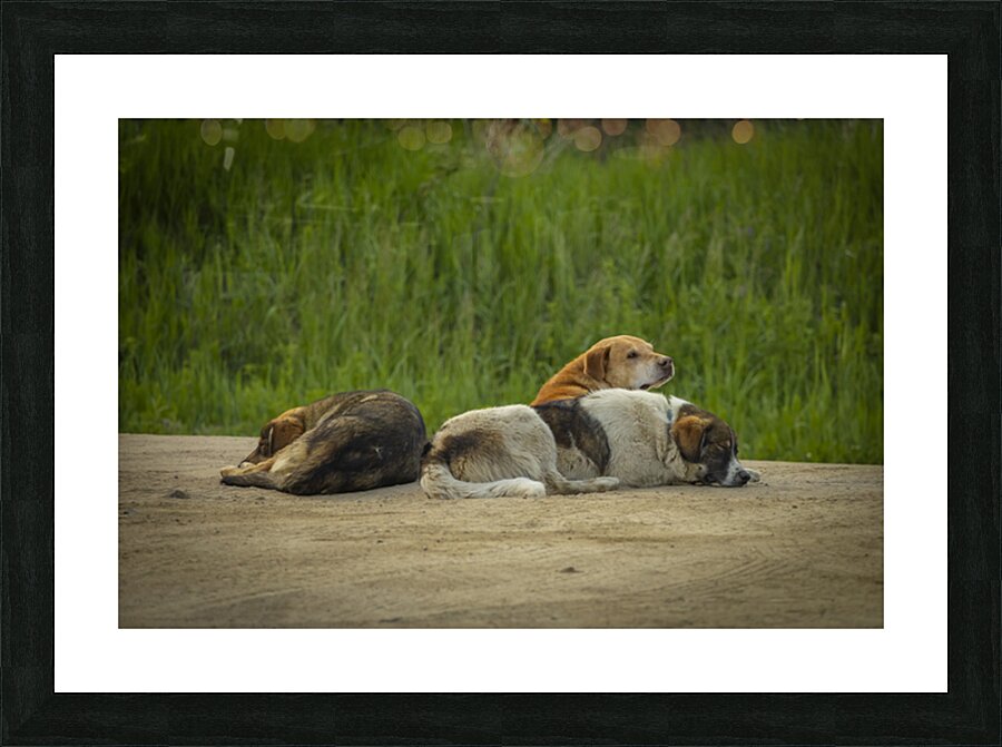Rez Dogs Picture Frame print