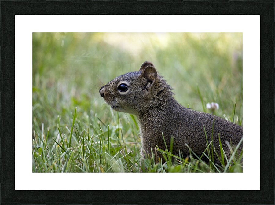 Squirrel Picture Frame print