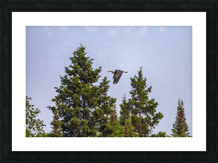 Blue Heron Over the Canopy Impression et Cadre photo