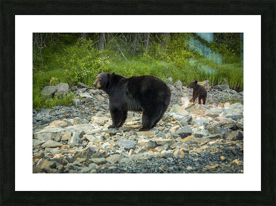Mama Bear and its Cub Picture Frame print