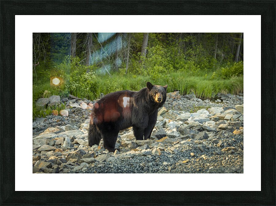 Mama Bear Picture Frame print