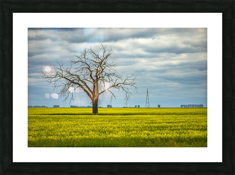 Solitude in Yellow Picture Frame print