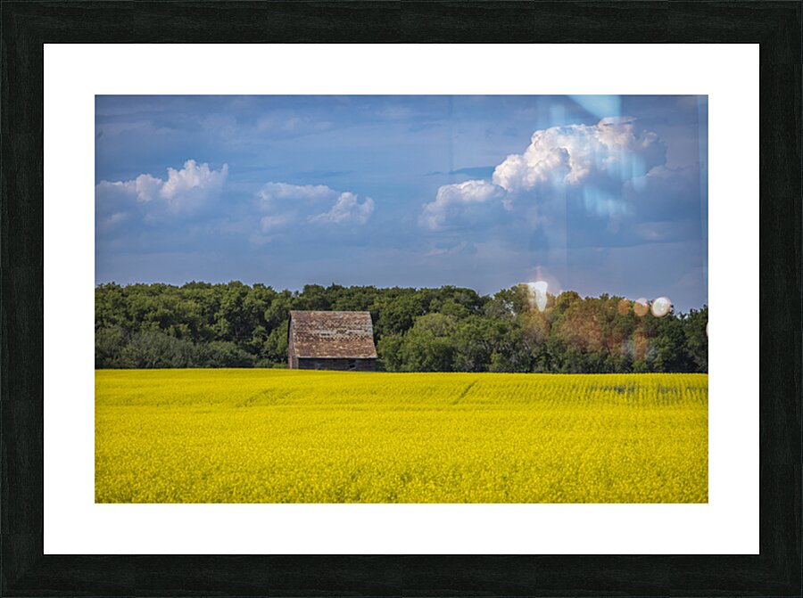 Old Barn and Canola Field Picture Frame print