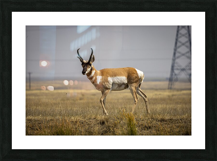 Pronghorn Antelope Impression et Cadre photo