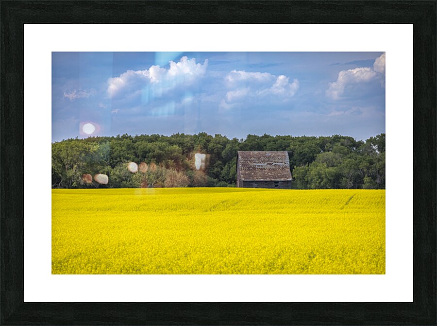 Old Barn and Canola Field Picture Frame print