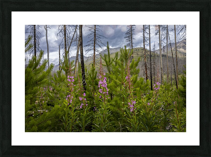 New Life Picture Frame print