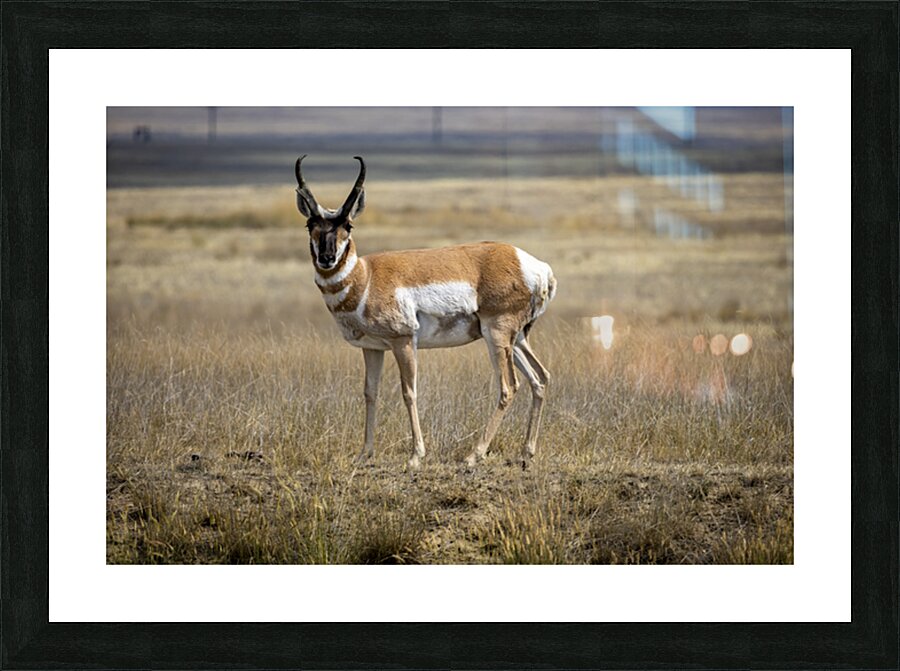 Pronghorn Antelope Picture Frame print