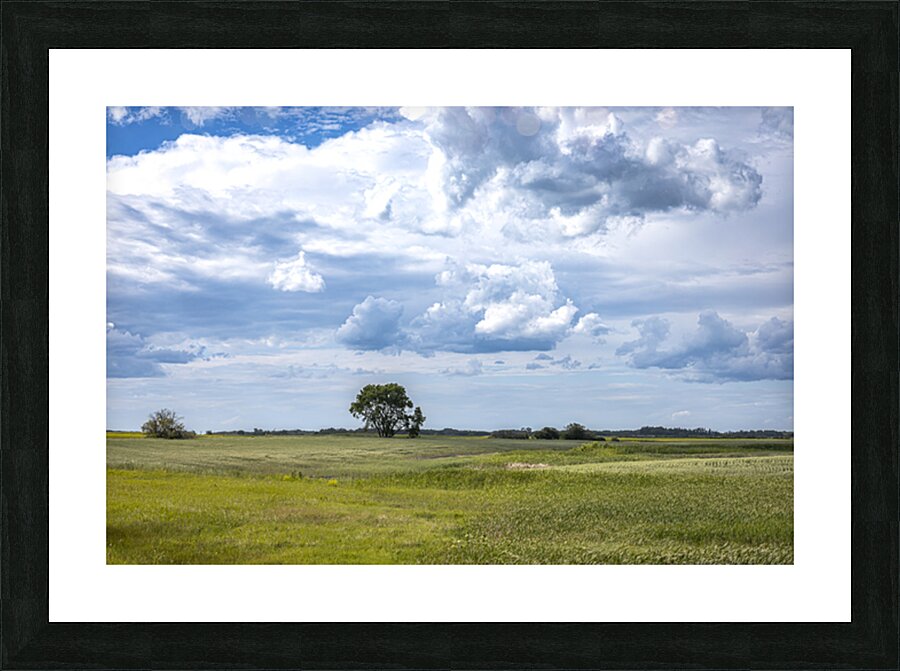 Lone Tree and Cloudy Sky Picture Frame print