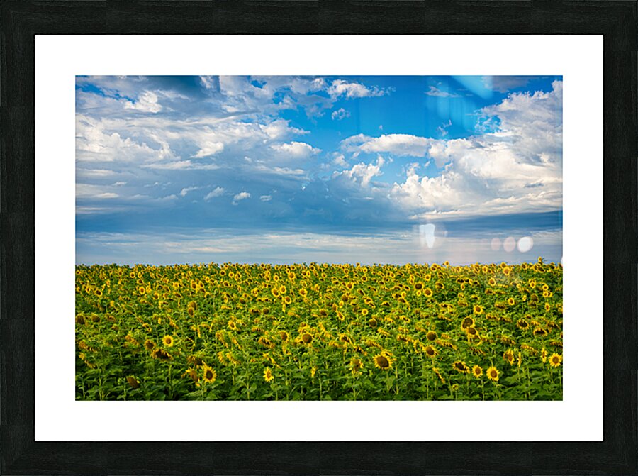 Sunflowers on a Cloudy Day Picture Frame print