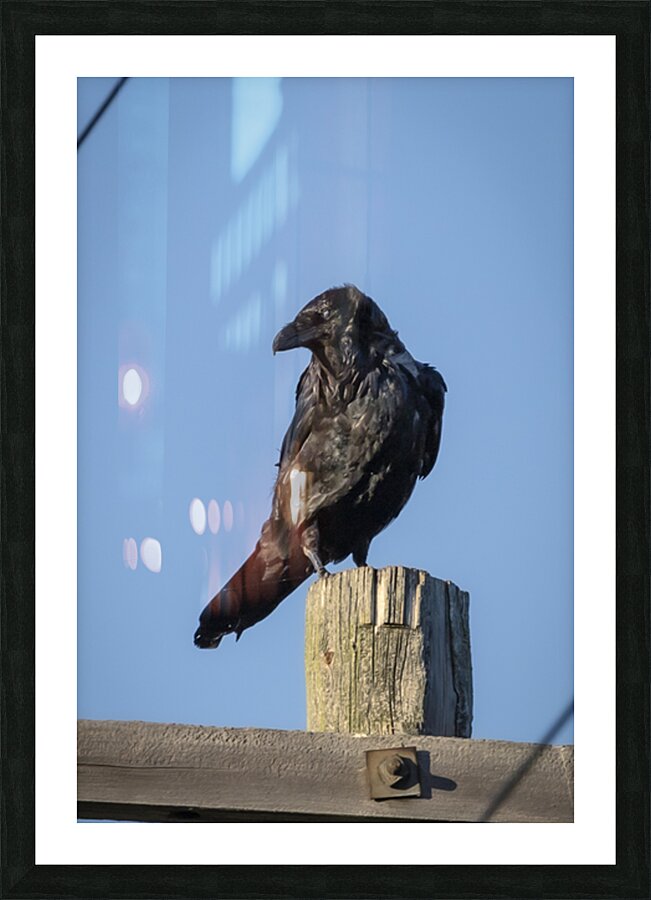 Raven on a Post Picture Frame print