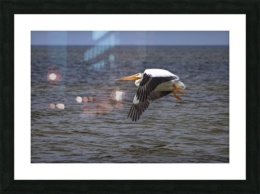 Pelican in Flight Picture Frame print