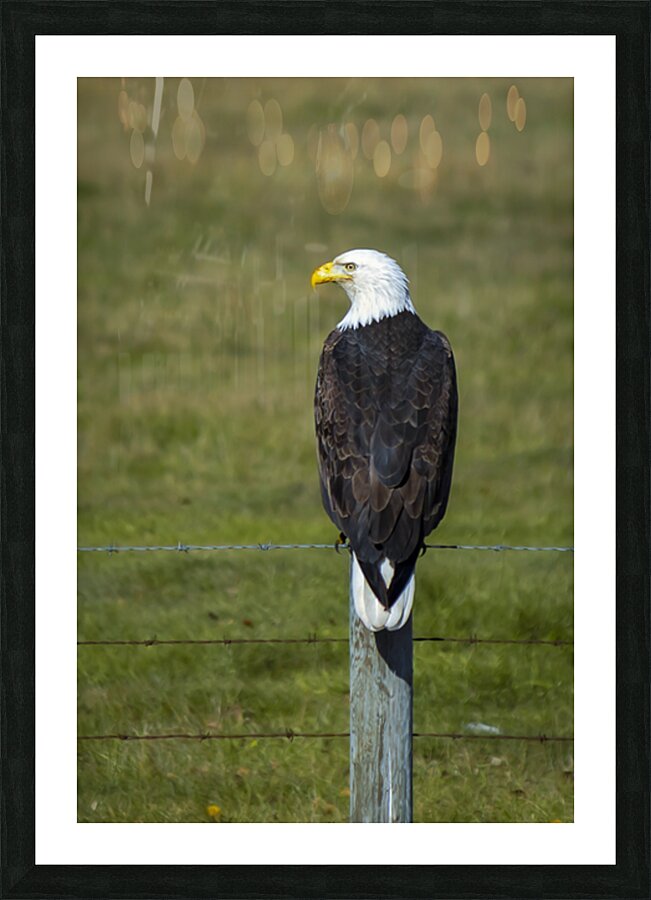 Eagle on a Fence Impression et Cadre photo