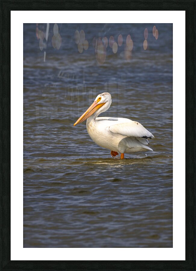 Pelican Contemplation Picture Frame print