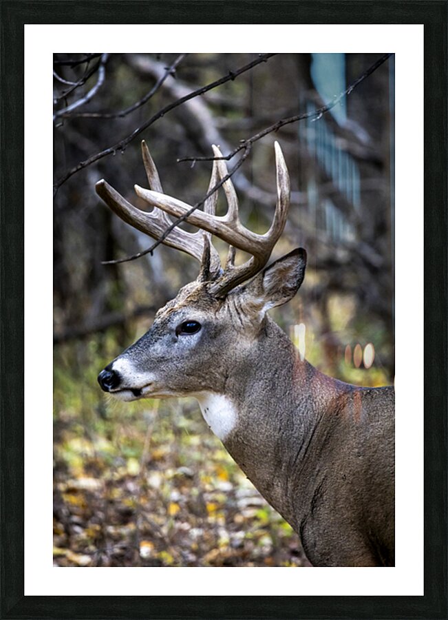 Antlers and Autumn: A Portrait of Natures Beauty Impression et Cadre photo