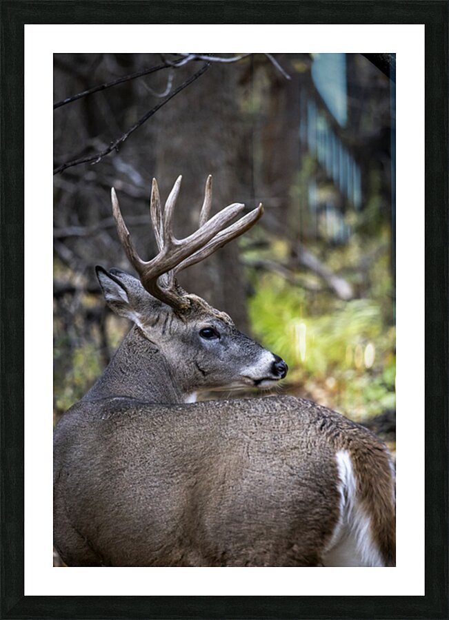 Antlers and Autumn: A Portrait of Natures Beauty Picture Frame print