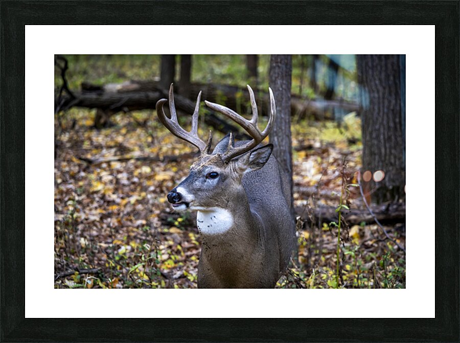 Antlers and Autumn: A Portrait of Natures Beauty Picture Frame print