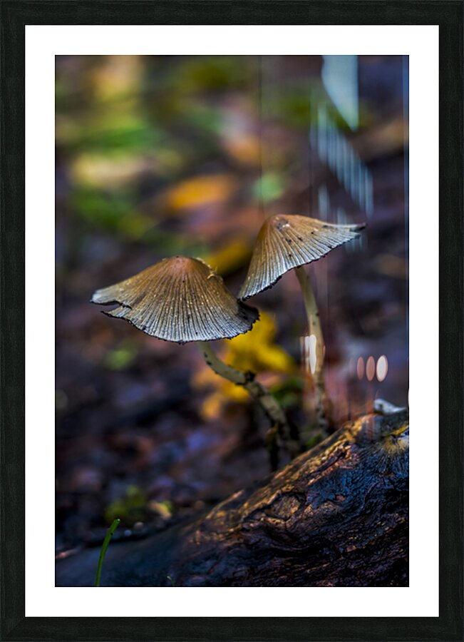 Witchy Mushrooms Picture Frame print