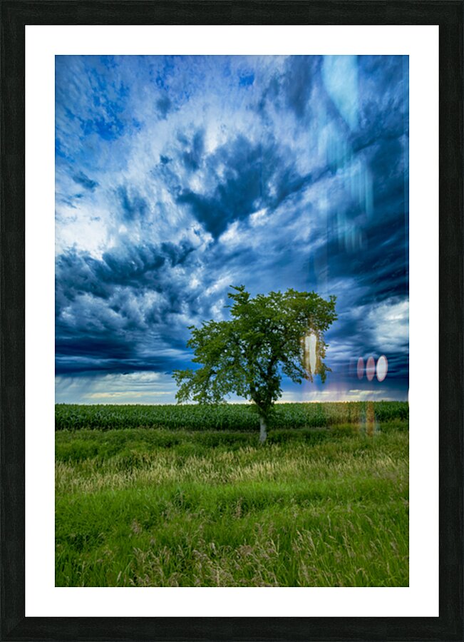 Lone Tree After the Storm Picture Frame print